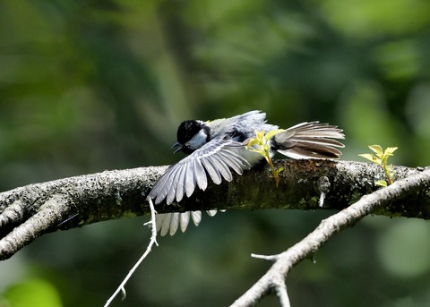 シジュウカラ0870