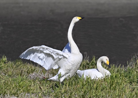 オオハクチョウ5305