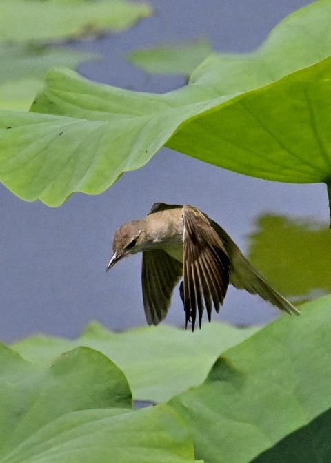 オオヨシキリ1698