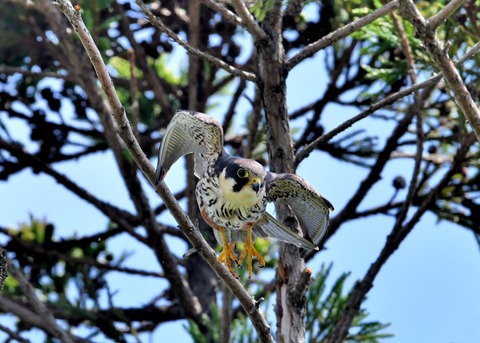 飛ぶ・チゴハヤブサ♂0867