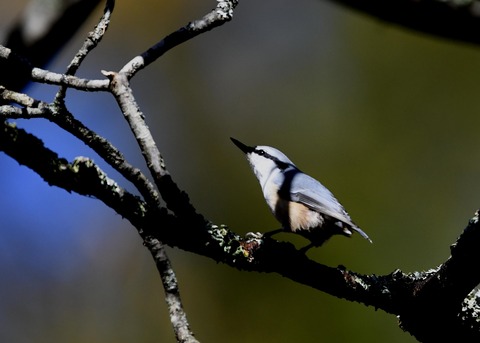 ゴジュウカラ2641