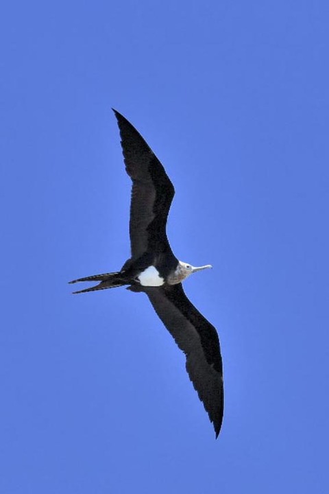 オオグンカンドリ4500