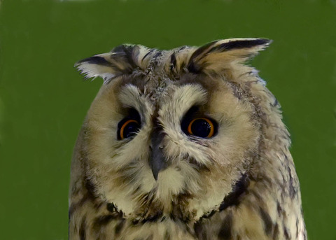 トラフズク♂2001