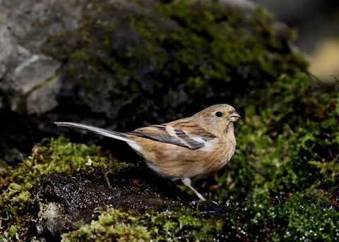 ベニマシコ♀8261