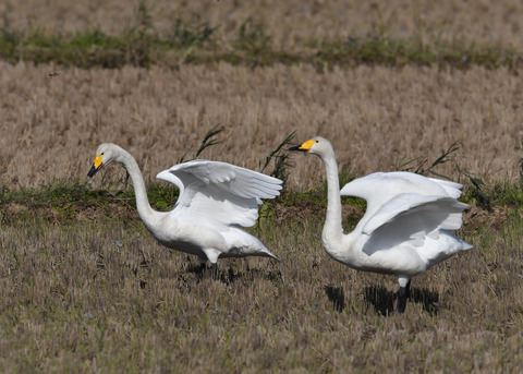 オオハクチョウ4377