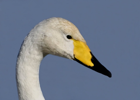 オオハクチョウ0001