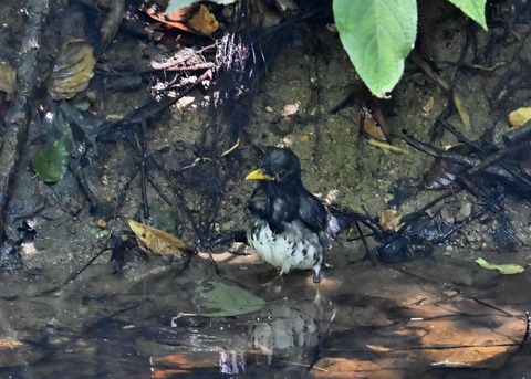 クロツグミ♂1149