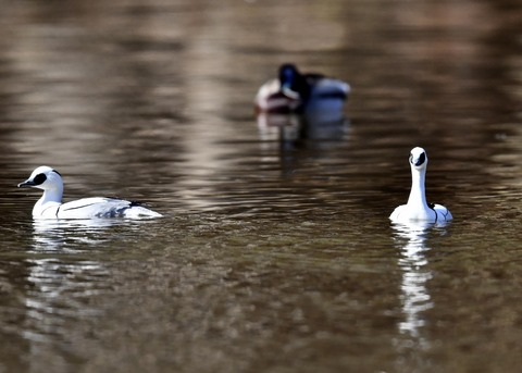 ミコアイサ♂7756