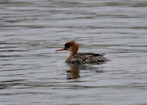 ウミアイサ♀5858