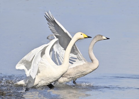 オオハクチョウ3199