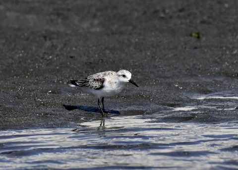 ミユビシギ夏羽→冬羽9536