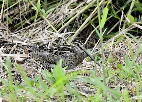 チュウジシギ3396