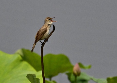 オオヨシキリ1988