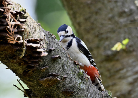 アカゲラ♀5016