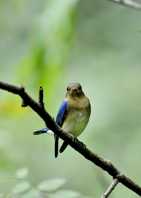 オオルリ♂若鳥0563