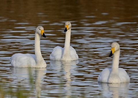 オオハクチョウ9928