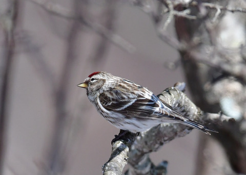 ベニヒワ♀3885