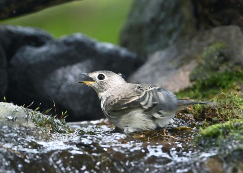 コサメビタキ1751