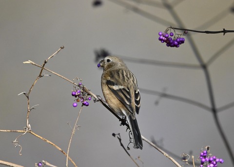 ベニマシコ♀0978