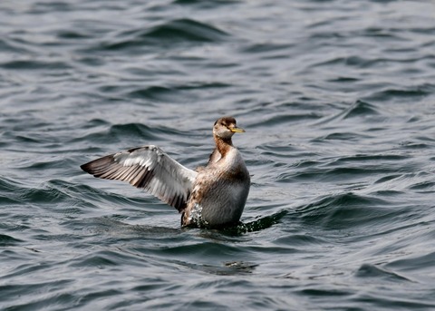 アカエリカイツブリ3741
