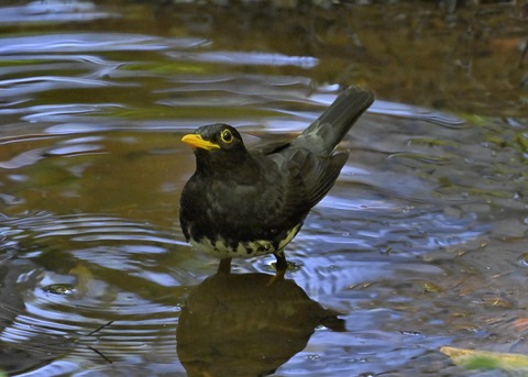 クロツグミ♂5535