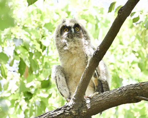トラフズクの雛①2436