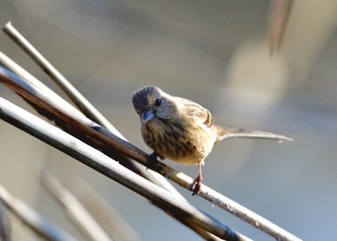 ベニマシコ♀9323