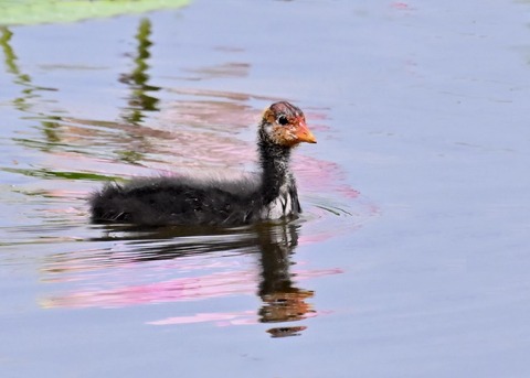 オオバンのヒナ1424