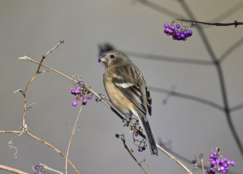 ベニマシコ♀1011