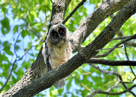 トラフズクのヒナ5997