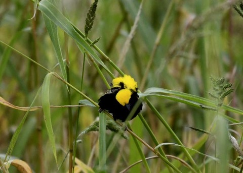 オウゴンチョウ♂2338