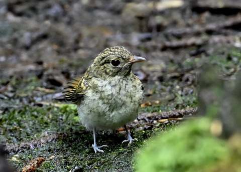 キビタキ幼鳥3605