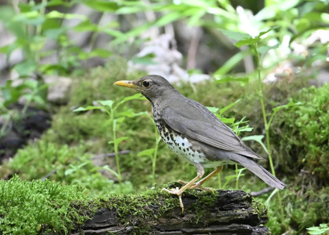 クロツグミ♀0677