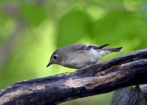 コサメビタキ1703