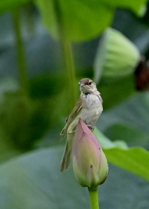 オオヨシキリ1595