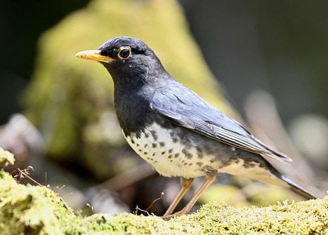 クロツグミ♂5515