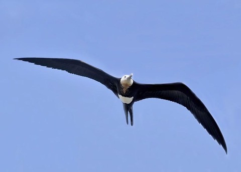 オオグンカンドリB3831