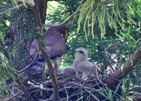 サシバ♂とヒナ7225