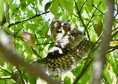 トラフズクのヒナ③9303