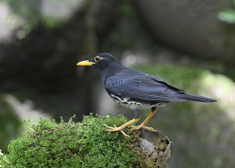 クロツグミ♂5451