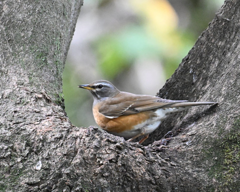 マミチャジナイ1661