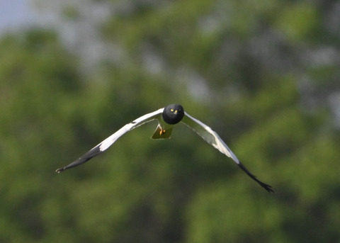 マダラチュウヒ♂7036