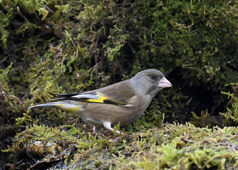 オオカワラヒワ7649