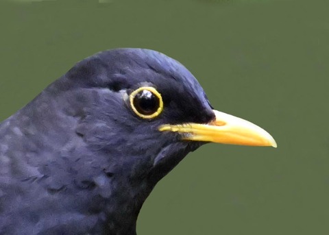 クロツグミ♂2001