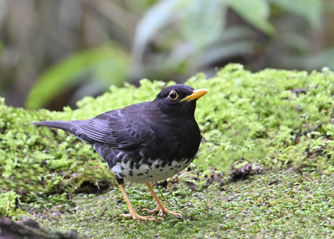 クロツグミ♂4142