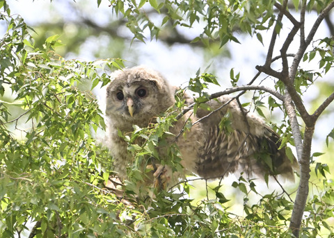 フクロウのヒナ7521