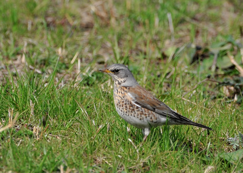 ノハラツグミ8422