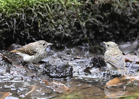 キビタキ幼鳥9050