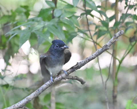 サンコウチョウ8095