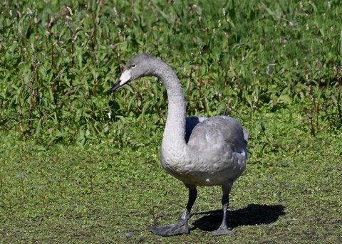 オオハクチョウ幼鳥2902